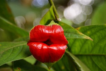 Sus brácteas rojas en forma de labios carnosos la han hecho famosa en redes sociales.
Habita selvas tropicales de América Central y del Sur.
Está amenazada por la deforestación y la pérdida de biodiversidad.