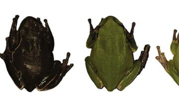 Las ranas negras de Chernóbil: así ha cambiado el color de los anfibios por la radiación nuclear