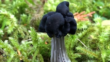 Cladosporium sphaerospermum radiación hongo