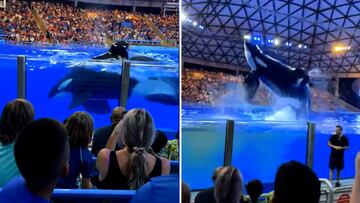 El vídeo viral de una orca que defeca en una exhibición y tira los excrementos al público