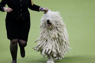 Ranger (Komondor) compite durante el Campeonato Masters Agility de la 149ª Exposición Canina Anual del Westminster Kennel Club en el Centro de Convenciones Jacob Javits en la ciudad de Nueva York.