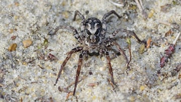 Hallan una araña zorro 27 años después