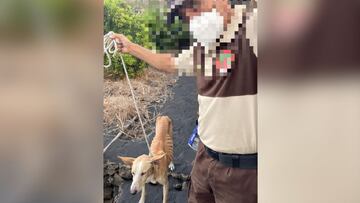 La intrahistoria de los perros: entrega de un único podenco en un giro rocambolesco