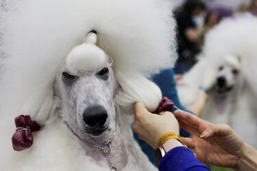 Un Poodle estándar se prepara compite durante el Campeonato Masters Agility de la 149ª Exposición Canina Anual del Westminster Kennel Club en el Centro de Convenciones Jacob Javits en la ciudad de Nueva York.