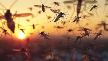 A simple vista parece un mosquito pero la realidad estremece hasta las potencias militares más avanzadas