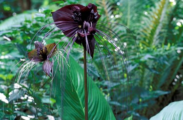 
Sus flores negras con largas "bigotes" pueden parecerse a un murciélago en vuelo.
Crece en climas tropicales y húmedos del sudeste asiático.
Es muy apreciada por su aspecto exótico y misterioso.