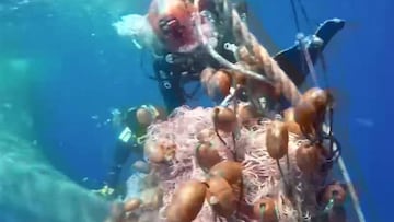 Unos buceadores italianos cortan las redes de pesca enredadas en la cola de un cachalote.