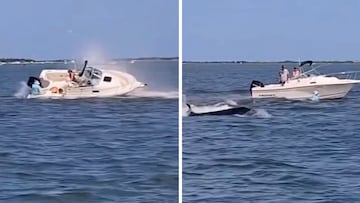 Una ballena de 6 metros pierde la vida al chocar con un barco en Nueva Jersey