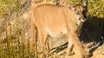 Un puma, Bosque Nacional de Los Padres, California