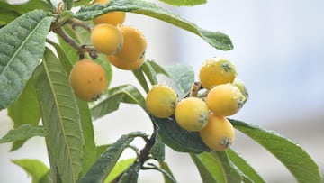 La fruta aromática dorada que se utiliza para formar colágeno y combate las arrugas