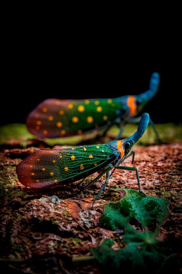 Los colores de estas moscas, una sinfonía de verdes, naranjas y amarillos parecen brillar ante un fondo oscuro.