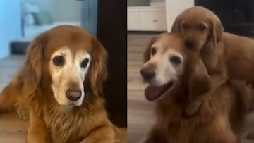 La emotiva reacción de un perro con depresión al conocer al nuevo integrante de la familia para hacerle compañía