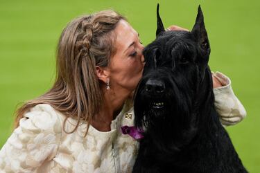 Monty, un Schnauzer gigante, tras proclamarse campeón de la 149ª Exposición Canina Anual del Westminster Kennel Club en el Centro de Convenciones Jacob Javits en la ciudad de Nueva York.