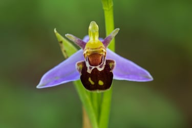 Esta orquídea imita la forma y color de una abeja hembra para atraer a los machos y lograr su polinización.
Es originaria de Europa y florece en praderas soleadas.
Su camuflaje evolutivo es un ejemplo fascinante de coevolución planta-insecto.


