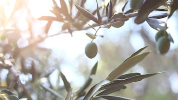 Arranca el curioso plan ‘made in France’ para preservar olivos centenarios en España y llevar su aceite a Alemania