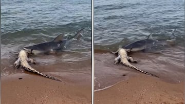 Un tiburón ataca a un cocodrilo en una playa con consecuencias fatales: 8 millones de reproducciones