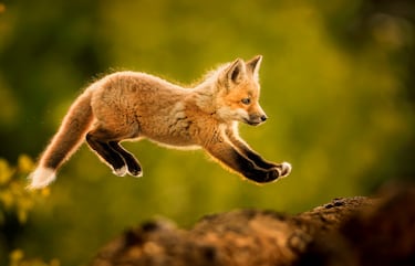 El zorro común o zorro rojo (Vulpes vulpes), también llamado raposo o raboso. Esta cría está aprendiendo sus primeros movimientos a través del juego mediante saltos cerca de su madriguera. Así aprende a cazar sigilosamente a sus presas cuando sea adulto.