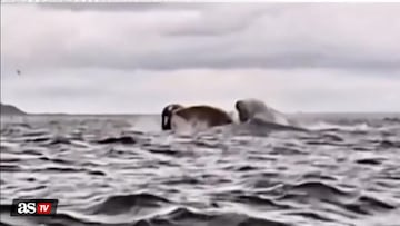 Una ballena jorobada se traga a un joven haciendo packrafting: imágenes muy sensibles
