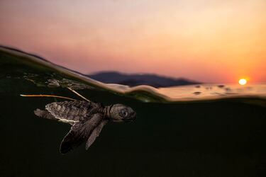 Una cría de tortuga golfina se adentra al mar tras nacer en la isla de Timor. Se estima que una de 1000 tortugas llegan a la edad adulta que desde el momento en el que nacen se enfrentan a multitud de peligros, desde depredadores naturales hasta actividades humanas.