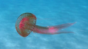 Grecia alerta de la llegada temprana de medusas púrpuras y estas se acercan a costas españolas