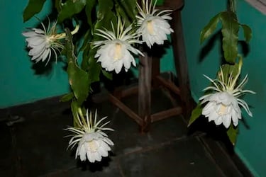 
Esta flor de cactus florece solo una noche al año, desprendiendo un aroma intenso y dulce.
Sus pétalos blancos se abren al anochecer y se marchitan al amanecer.
Es símbolo de lo efímero y la belleza fugaz, muy apreciada en jardines tropicales.