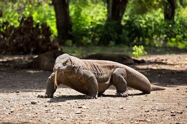Pueden vivir hasta 30 años en la naturaleza. 
