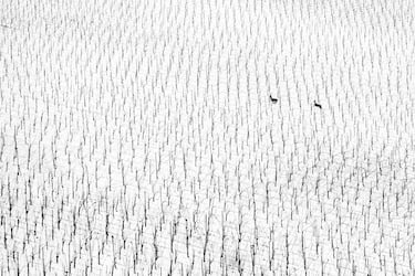 La foto galardonada con el premio especial World Nature Photographer. La fotógrafa eslovena Maruša Puhek fotografiaba un viñedo nevado cuando aparecieron dos ciervos corriendo. El contraste de la nieve en un lugar homogéneo y cuadriculado como el viñedo, hermosamente roto por la aparición de los dos cérvidos.