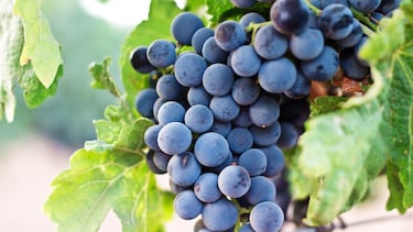 Trans resveratrol: así es el antioxidante natural con vitaminas C y E