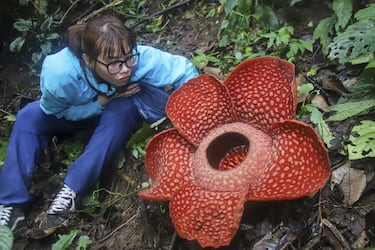 Tiene la flor individual más grande del mundo, con más de un metro de diámetro.
No tiene hojas ni raíces, y huele a carne podrida para atraer moscas.
Crece como parásita en las selvas del sudeste asiático.