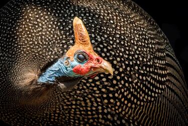 Macho de gallina de Guinea, con un pronunciado cuerno. Muchos machos de diferentes especies de aves desarrollan un dimorfismo marcado en colores llamativos, plumas altas en la cola y extremidades llamativas, como aquí se ve en el cuerno sobre el cráneo.
