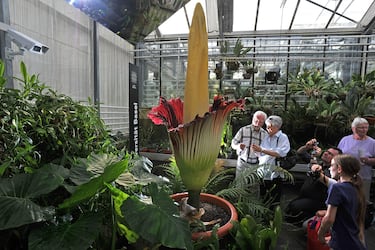 Conocida como 'flor cadáver', por su hedor nauseabundo que atrae polinizadores carroñeros. Esta rara flor, originaria de Sumatra, puede alcanzar más de tres metros de altura y florece solo una vez cada varios años y durante muy poco tiempo, lo que hace su floración un evento especial.
