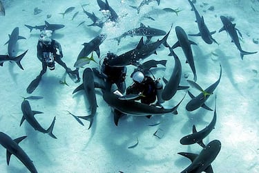 Desde nadar con tiburones a la tirolina más larga: las aventuras que te acelerarán el pulso este verano