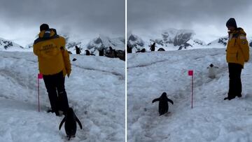 Un pingüino pide permiso a dos humanos para poder continuar su camino: lección de modales