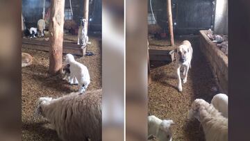 Un cachorro de perro se pelea con un borreguito y entran sus madres en acción: la escena es tremenda