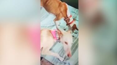 La intrahistoria de los perros: entrega de un único podenco en un giro rocambolesco