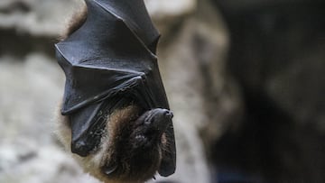 La OMS vigila como posible pandemia el virus Nipah: ya ha muerto una joven
