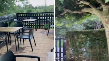 Lo que se encuentra el dueño de un bar en un árbol es digno de ver: No es ni un koala ni un hurón