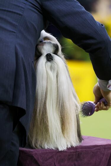 Comet (Shih Tzu) compite durante el Campeonato Masters Agility de la 149ª Exposición Canina Anual del Westminster Kennel Club en el Centro de Convenciones Jacob Javits en la ciudad de Nueva York.