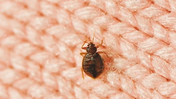 real bed bug on wool knitwear, good details on enlarge view