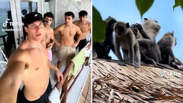 Unos monos roban a unos turistas españoles y acaban teniendo que negociar con ellos
