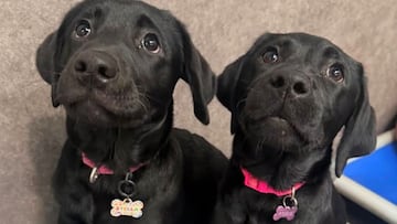 Stella y Roxie