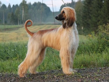 Estas son las razas de perros más inteligentes
