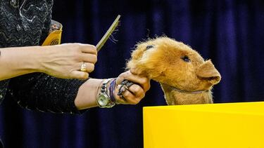 Mac (Lakeland Terrier) compite durante el Campeonato Masters Agility de la 149ª Exposición Canina Anual del Westminster Kennel Club en el Centro de Convenciones Jacob Javits en la ciudad de Nueva York.