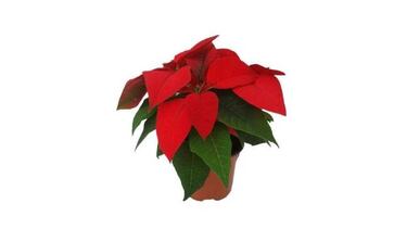 Decoraciones navideñas: Adornos originales para tu casa