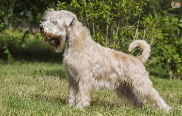 Estas son las razas de perros más inteligentes