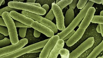 ¿Qué es el estreptococo A, cómo se contrae y cuáles son los síntomas de la bacteria?