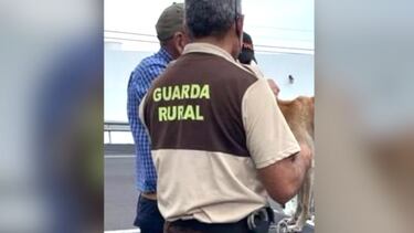 La intrahistoria de los perros: entrega de un único podenco en un giro rocambolesco