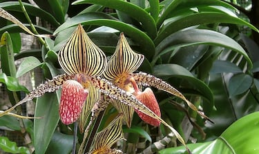 
Conocida como el oro de Kinabalu, es una orquídea extremadamente rara y valiosa.
Crece solo en el Parque Nacional Kinabalu en Borneo.
Su precio en el mercado negro puede alcanzar miles de dólares por planta.

