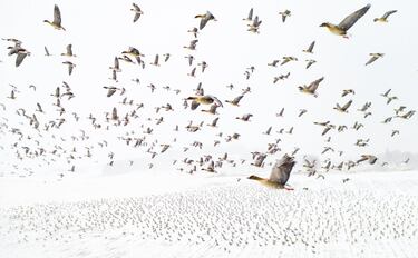 Miles de gansos de patas rosadas se posan en el interior de Noruega en primavera, de camino a los criaderos de Svalbard, en el Ártico. Probablemente debido al cambio climático, llegan antes cada año y, a menudo, el suelo y los campos donde se alimentan están cubiertos de nieve cuando lo hacen. Los gansos suelen seguir las mismas rutas tradicionalmente, por lo que al esperarlos en el aire con un dron, se pueden hacer fotos impactantes como la vencedora de este año.