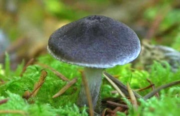 Cladosporium sphaerospermum radiación hongo